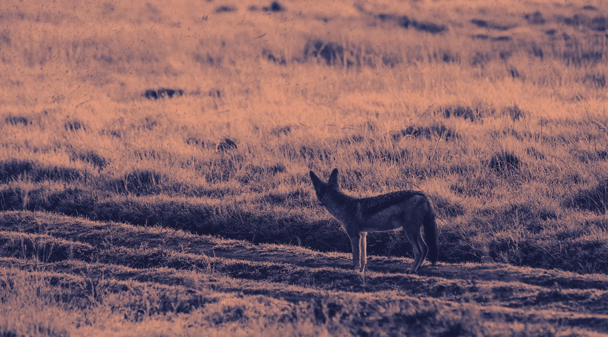 Patagonia landscape - Chacal Studio